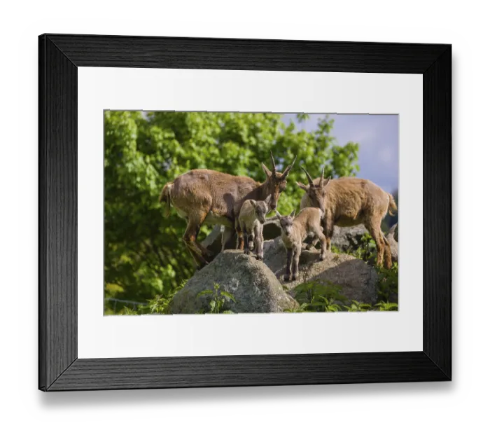 Framed Print : Two adult female ibex (Capra ibex) and two of their babies standing on rocks Framed Print : Two adult female ibex (Capra ibex) and two of their babies standing on rocks