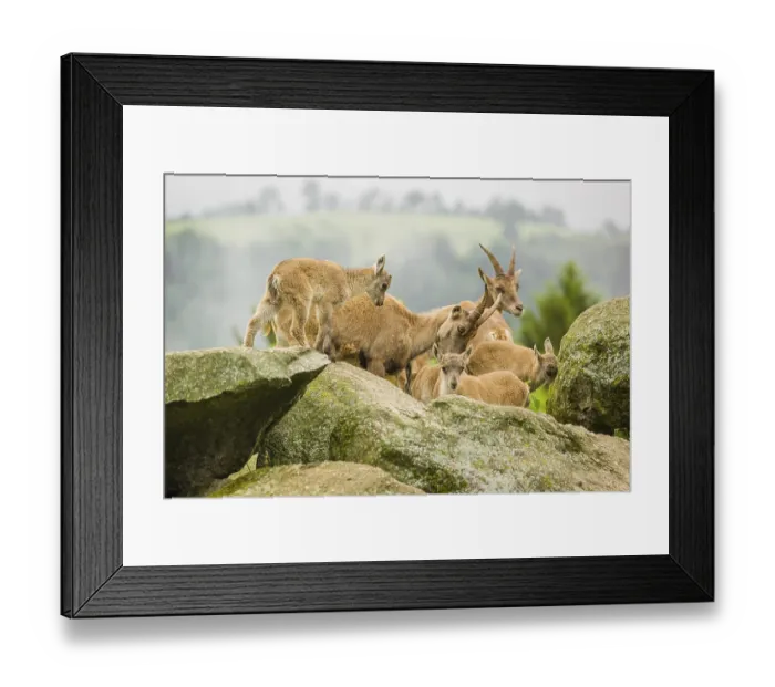 Framed Print : A group of adult female ibex (Capra ibex) and some young stand on a rock Framed Print : A group of adult female ibex (Capra ibex) and some young stand on a rock