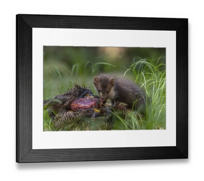 Framed Print : One beech marten (Martes foina)