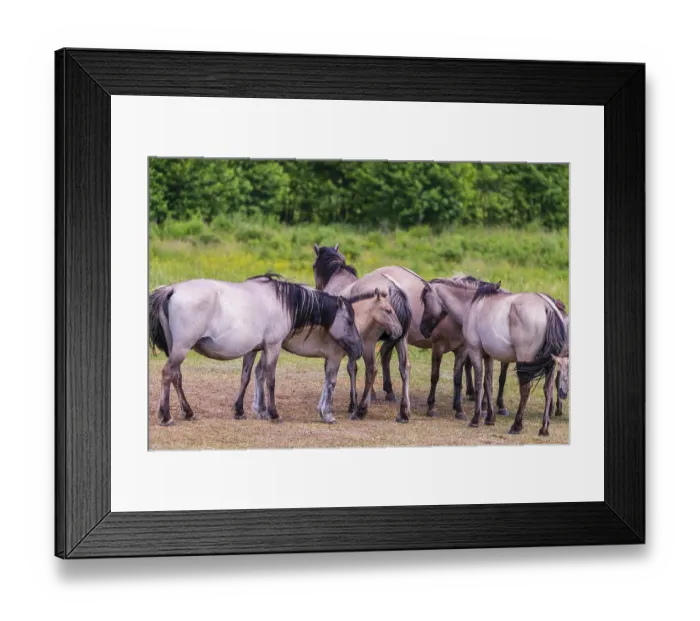 Framed Print : A herd of tarpans (Equus ferus) stands in a clearing in the Masuria tarpan horse reserve