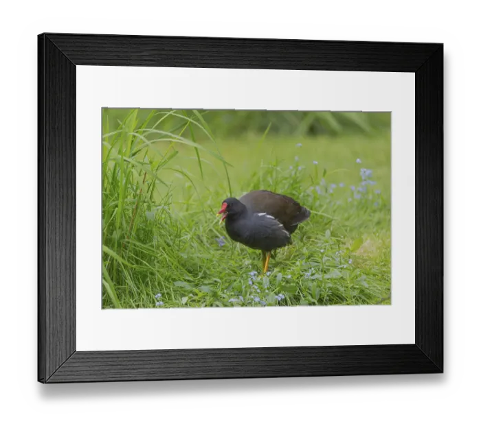 Framed Print : One common moorhen (Gallinula chloropus)