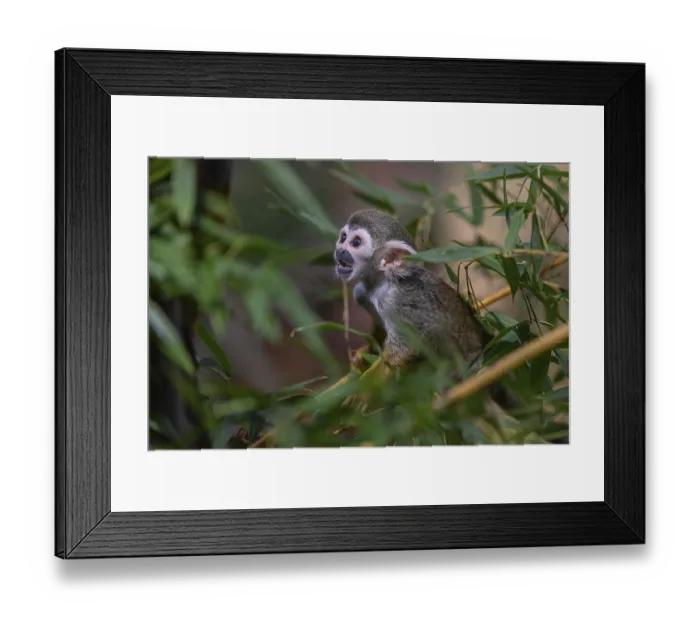 Framed Print : One baby Central American squirrel monkey