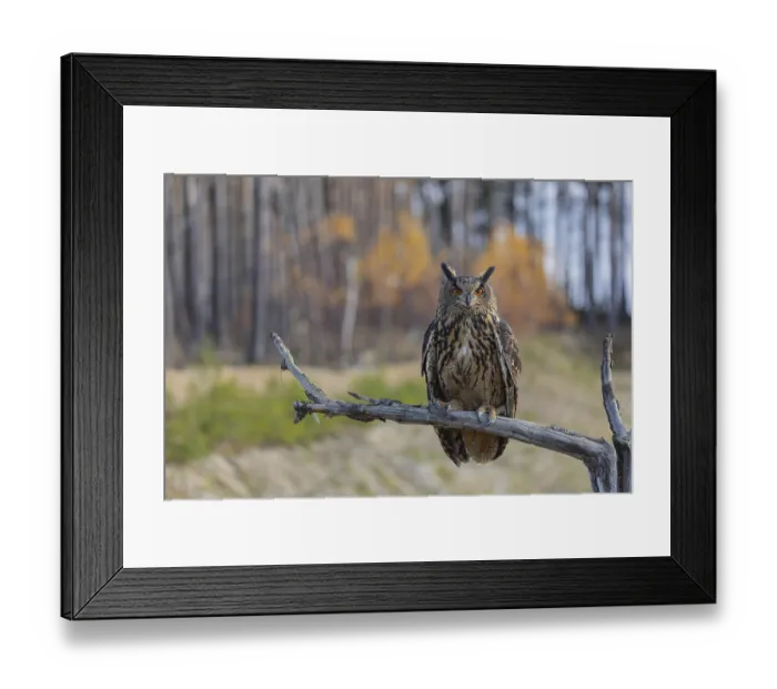 Framed Print : One Eurasian Eagle Owl, Bubo bubo Framed Print : One Eurasian Eagle Owl, Bubo bubo