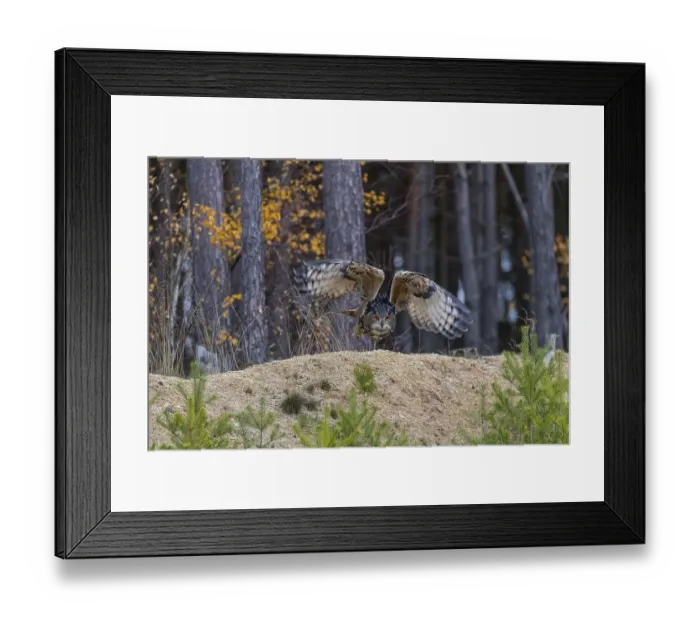 Framed Print : One Eurasian Eagle Owl, Bubo bubo Framed Print : One Eurasian Eagle Owl, Bubo bubo