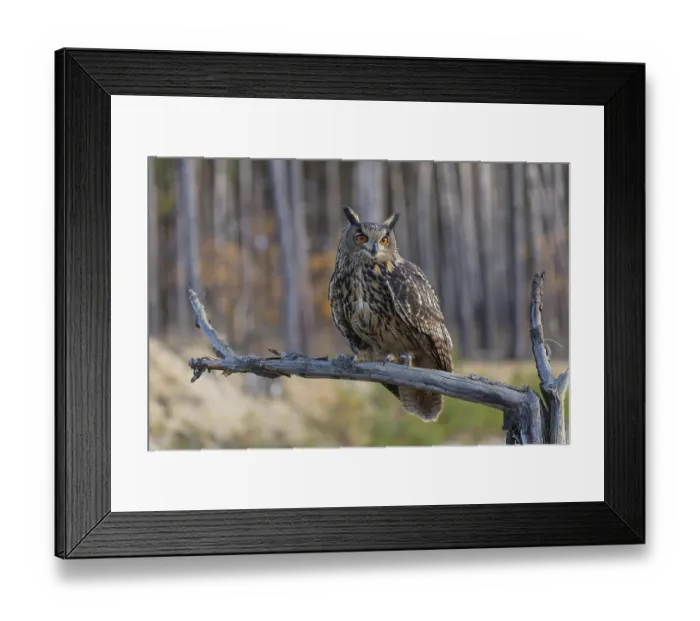 Framed Print : One Eurasian Eagle Owl, Bubo bubo Framed Print : One Eurasian Eagle Owl, Bubo bubo