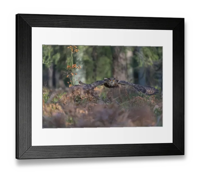 Framed Print : One Eurasian Eagle Owl, Bubo bubo