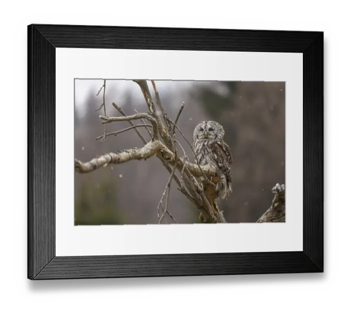 Framed Print : One tawny owl or brown owl (Strix aluco) sitting on a branch and looking for prey