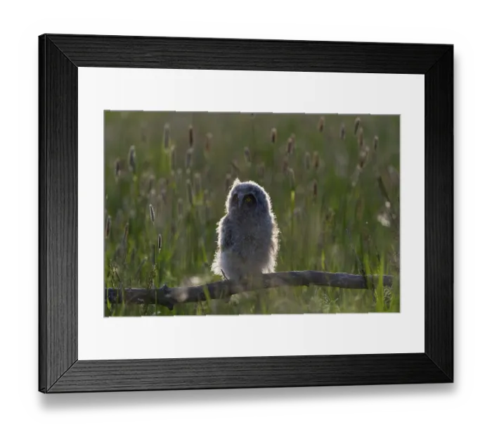 Framed Print : One young long-eared owl (Asio otus) Framed Print : One young long-eared owl (Asio otus)