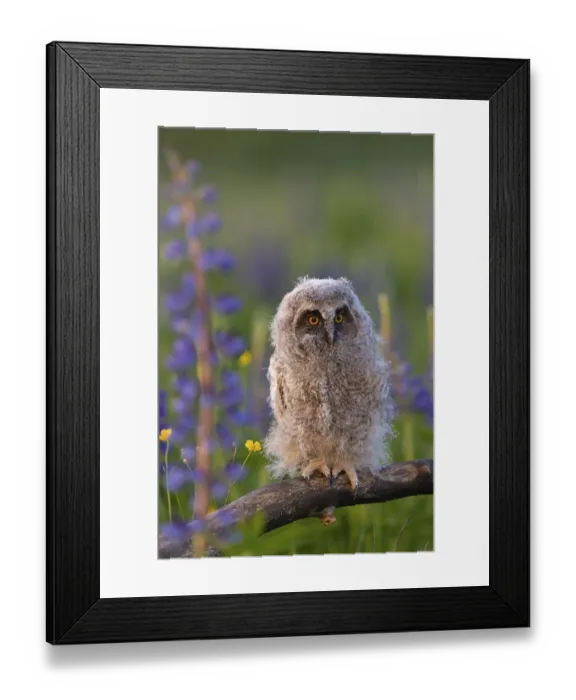 Framed Print : One young long-eared owl (Asio otus) Framed Print : One young long-eared owl (Asio otus)