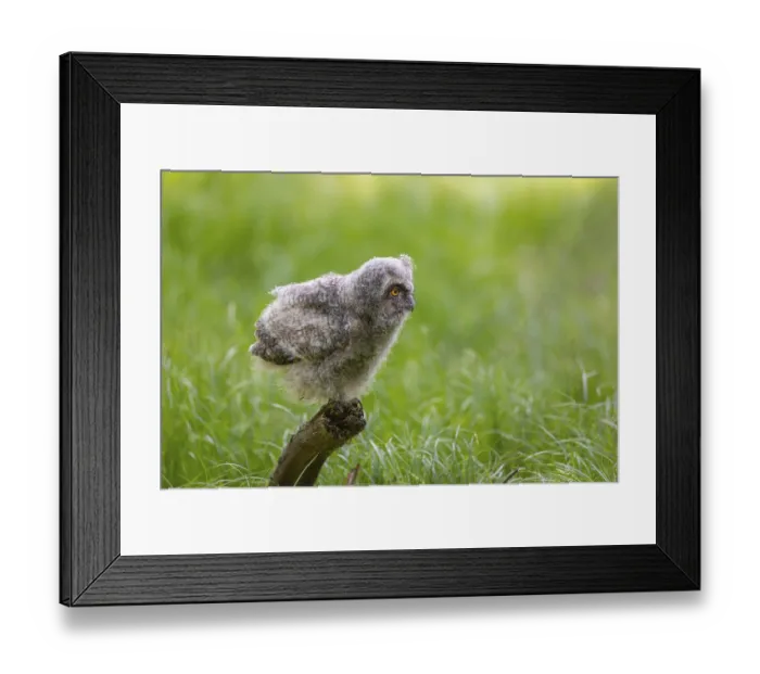 Framed Print : One young long-eared owl (Asio otus) Framed Print : One young long-eared owl (Asio otus)
