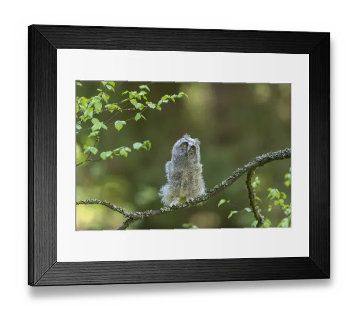 Framed Print : One young long-eared owl (Asio otus) Framed Print : One young long-eared owl (Asio otus)