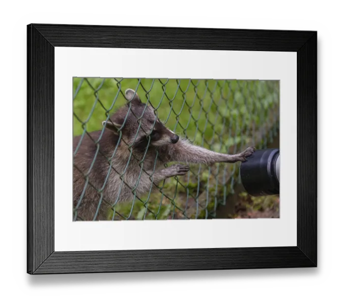 Framed Print : One captive young Raccoon, Procyon lotor Framed Print : One captive young Raccoon, Procyon lotor