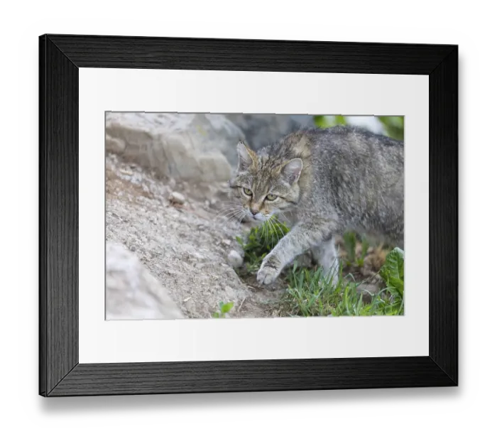 Framed Print : One European wildcat, Felis silvestris silvestris