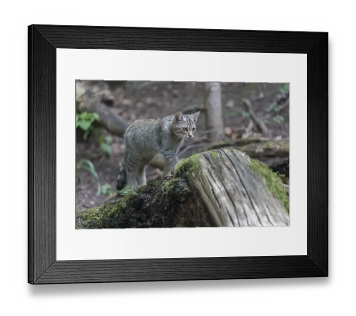 Framed Print : One young european wildcat, Felis silvestris silvestris Framed Print : One young european wildcat, Felis silvestris silvestris