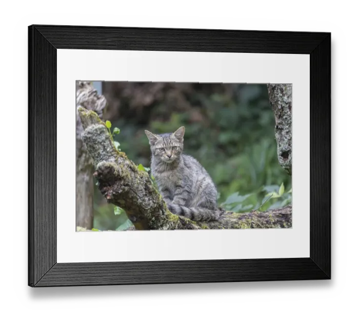 Framed Print : One young european wildcat, Felis silvestris silvestris