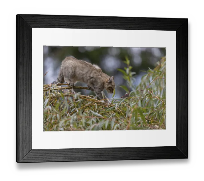 Framed Print : One young European wildcat, Felis silvestris silvestris Framed Print : One young European wildcat, Felis silvestris silvestris