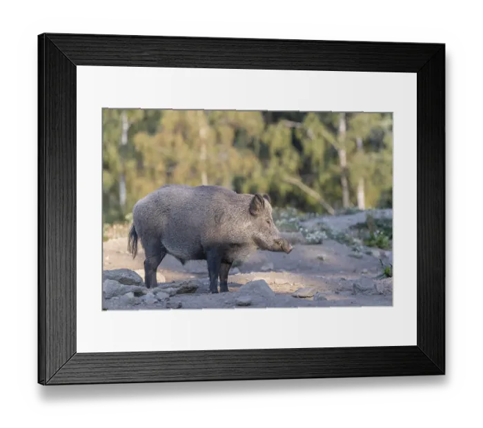Framed Print : One adult wild boar or wild pig (Sus scrofa)