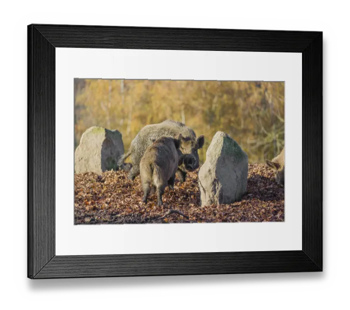 Framed Print : Two wild boar or wild pig (Sus scrofa) fight on an opening Framed Print : Two wild boar or wild pig (Sus scrofa) fight on an opening