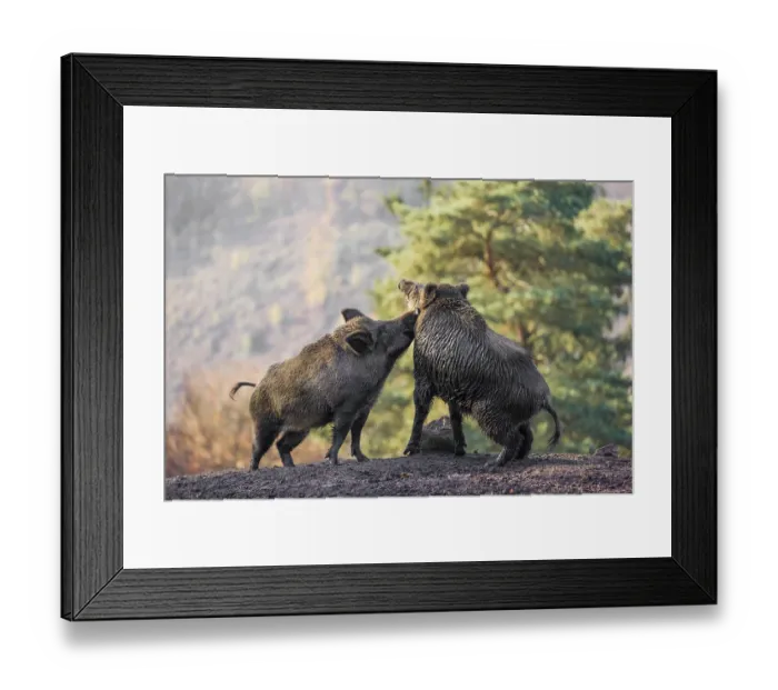 Framed Print : Two wild boar or wild pig (Sus scrofa) fight on an opening Framed Print : Two wild boar or wild pig (Sus scrofa) fight on an opening