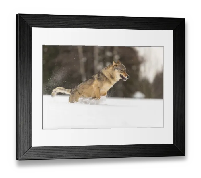 Framed Print : One male eurasian gray wolf (Canis lupus lupus) running thru deep snow with a forest in the background