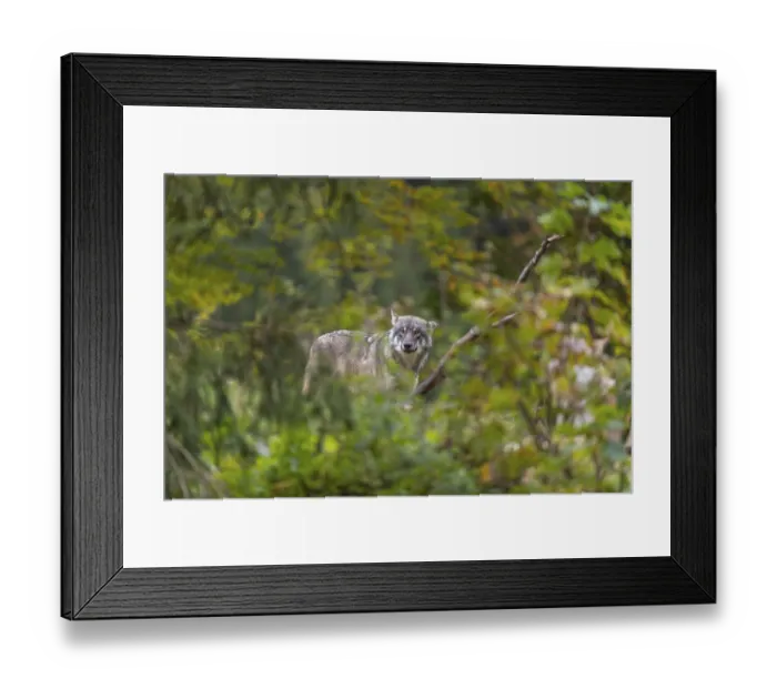 Framed Print : One eurasian gray wolf (Canis lupus lupus) standing in green vegetation