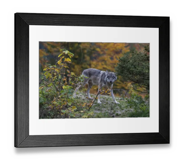 Framed Print : One eurasian gray wolf (Canis lupus lupus) standing on a hill
