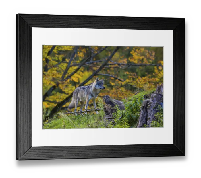 Framed Print : One eurasian gray wolf (Canis lupus lupus)