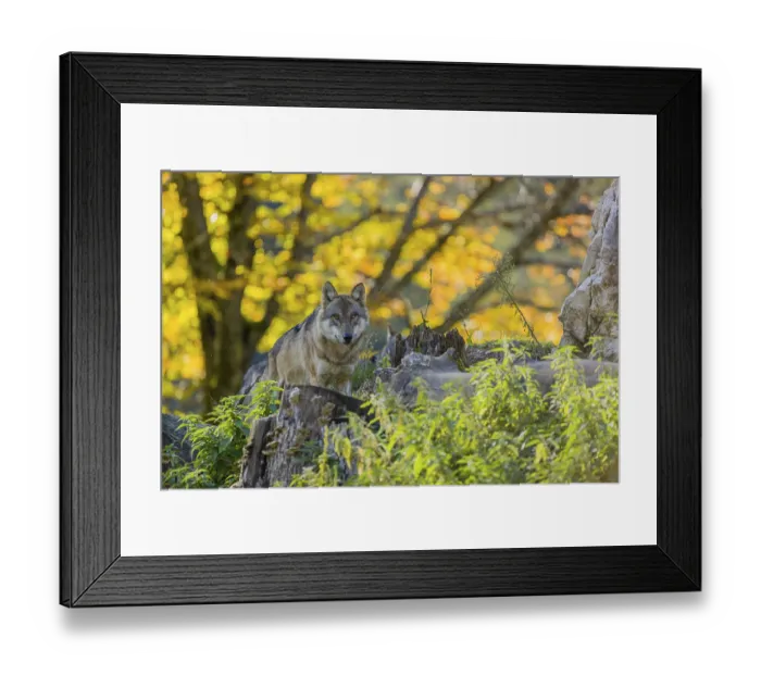 Framed Print : One eurasian gray wolf (Canis lupus lupus) stands on a log in front of a rock observing the area