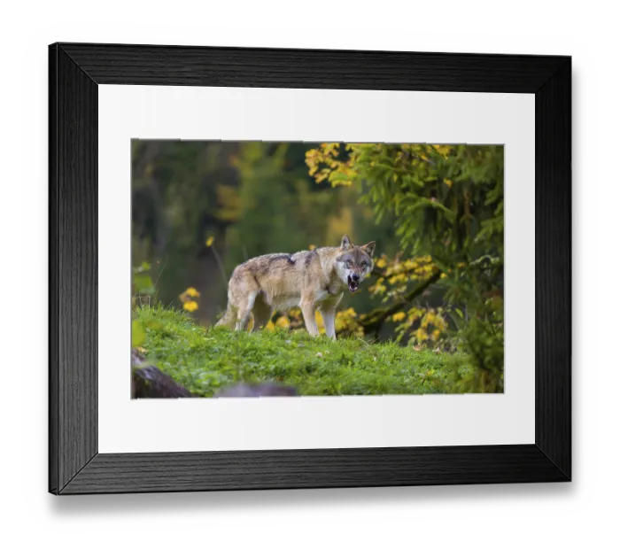 Framed Print : One eurasian gray wolf (Canis lupus lupus) stands on a hill