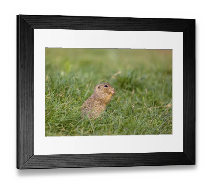 Framed Print : A European ground squirrel (Spermophilus citellus) or European souslik sits in green gras Framed Print : A European ground squirrel (Spermophilus citellus) or European souslik sits in green gras