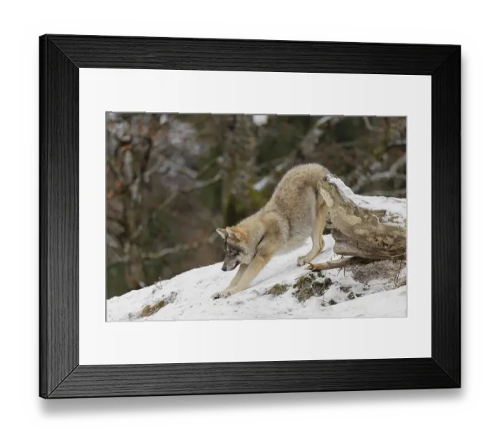 Framed Print : A young grey wolf (Canis lupus lupus) stretches out on the sloping