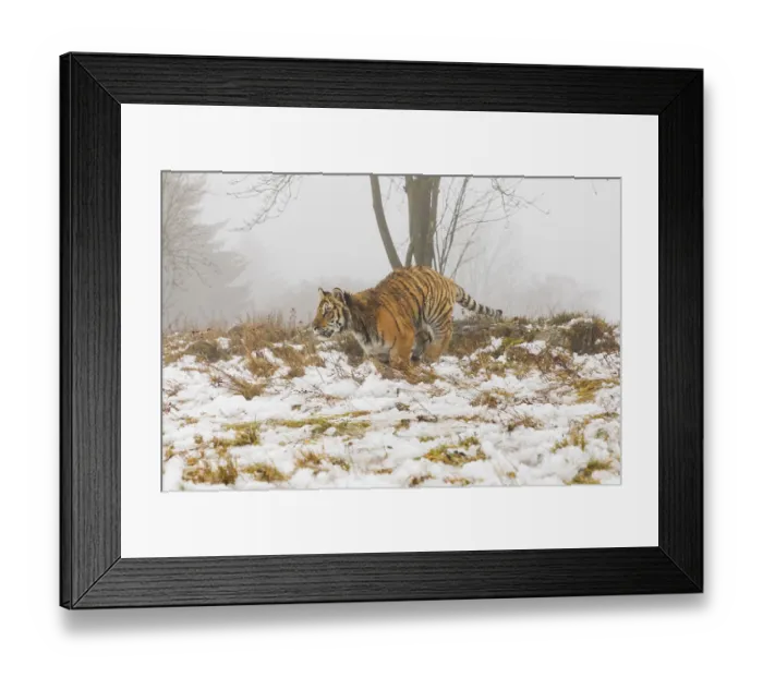 Framed Print : One young Siberian Tiger, Panthera tigris altaica Framed Print : One young Siberian Tiger, Panthera tigris altaica