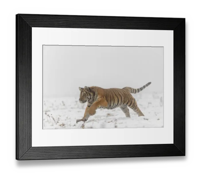 Framed Print : One young Siberian Tiger, Panthera tigris altaica Framed Print : One young Siberian Tiger, Panthera tigris altaica