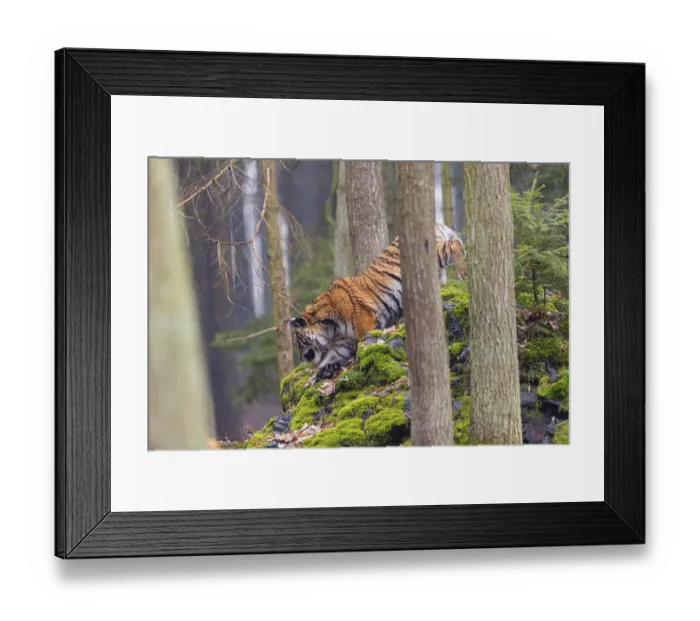 Framed Print : One young female Siberian Tiger