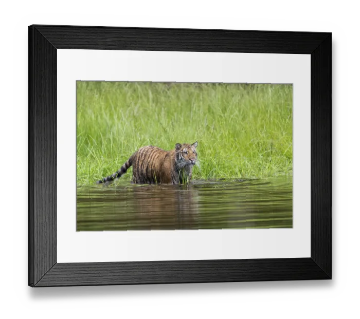 Framed Print : One young female Siberian Tiger