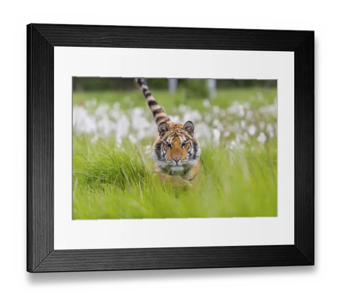 Framed Print : One young female Siberian Tiger