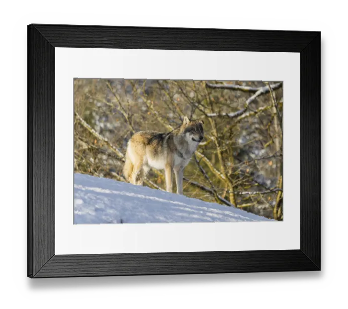 Framed Print : An adult male grey wolf (Canis lupus lupus) stands on a sloping Framed Print : An adult male grey wolf (Canis lupus lupus) stands on a sloping