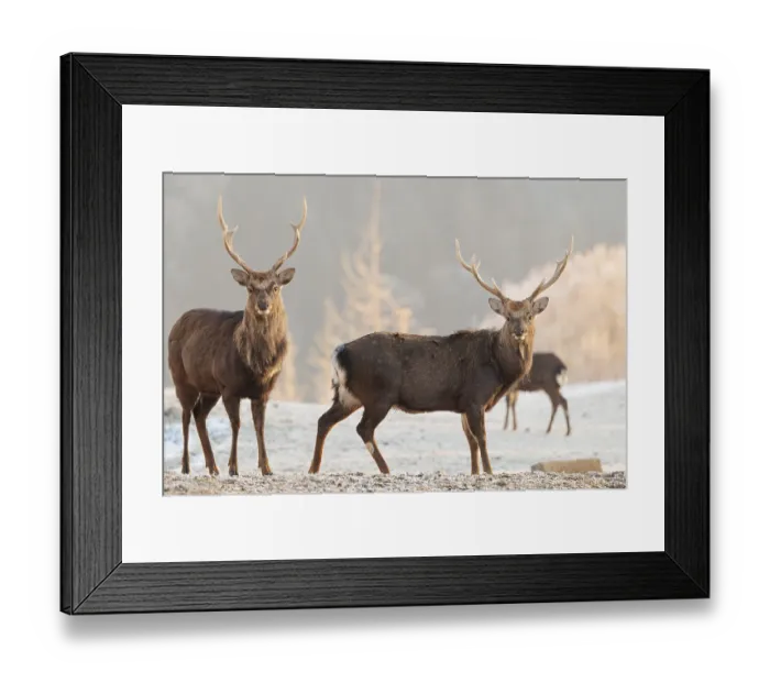 Framed Print : Two Japanese sika deer stags and a hind (Cervus nippon nippon) stand on a meadow in hilly terrain