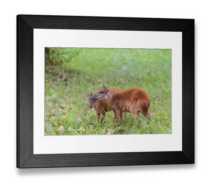 Framed Print : A female red forest duiker
