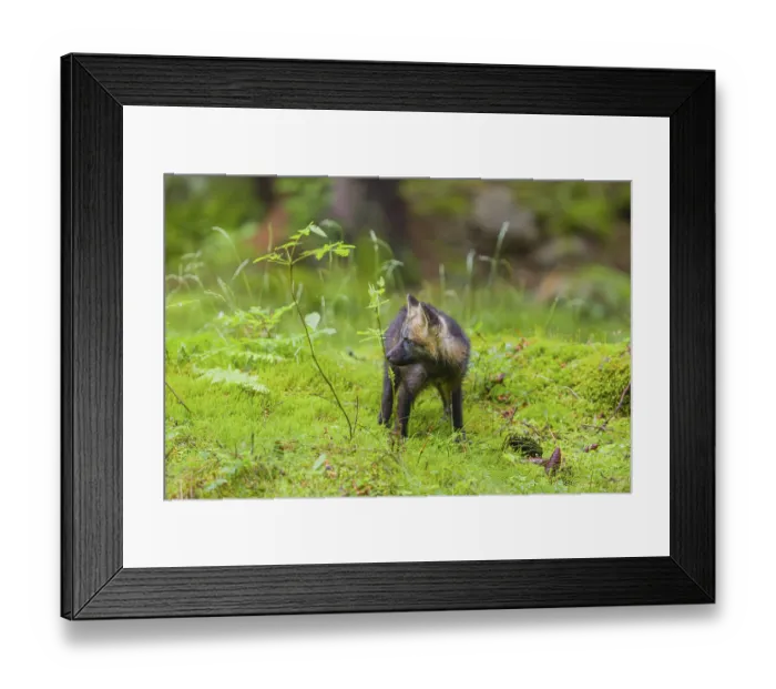 Framed Print : One young silver fox (Vulpes vulpes) exploring the surrounding of its den on the mossy forest floor