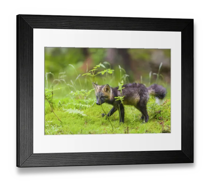 Framed Print : One young silver fox (Vulpes vulpes) exploring the surrounding of its den on the mossy forest floor