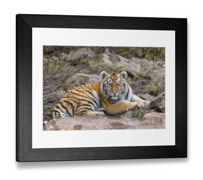 Framed Print : One young Siberian Tiger, Panthera tigris altaica resting on rocks