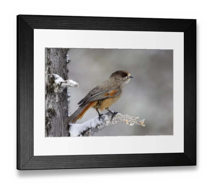 Framed Print : Siberian jay (Perisoreus infaustus) Framed Print : Siberian jay (Perisoreus infaustus)