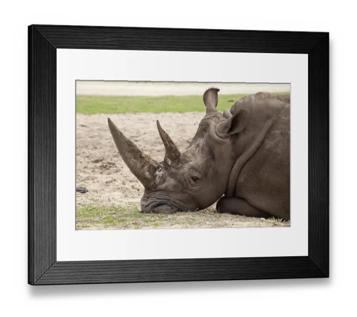 Framed Print : White rhinoceros or Square-lipped rhinoceros (Ceratotherium simum) Framed Print : White rhinoceros or Square-lipped rhinoceros (Ceratotherium simum)