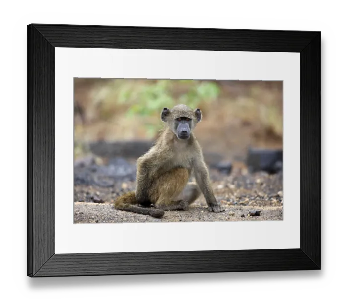 Framed Print : Chacma baboon (Papio ursinus), young