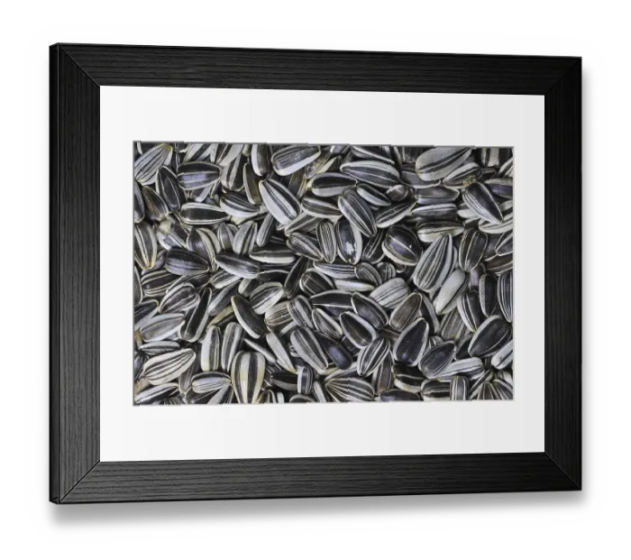 Framed Print : Sunflower seeds as bird feed for birds at birdfeeder in winter