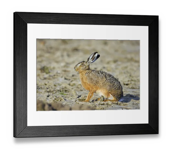 Framed Print : European brown hare (Lepus europaeus) sitting in field