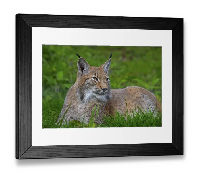 Framed Print : Eurasian lynx (Lynx lynx) resting in grassland