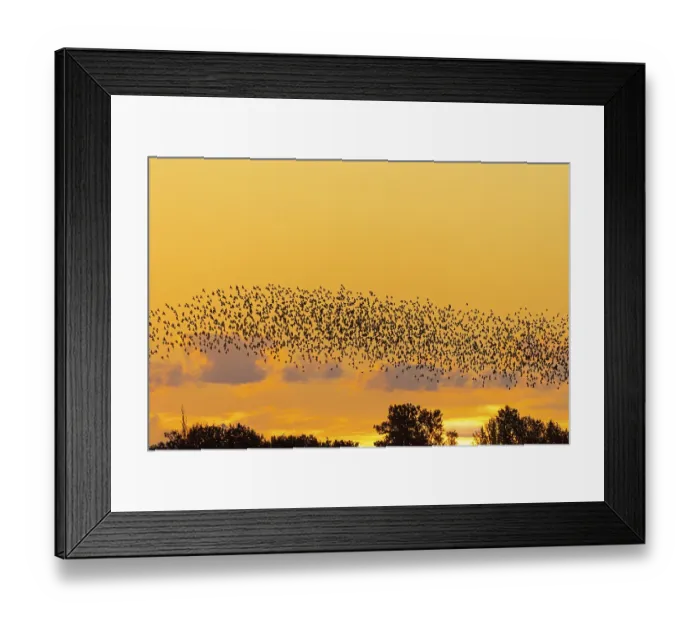 Framed Print : European starling murmuration