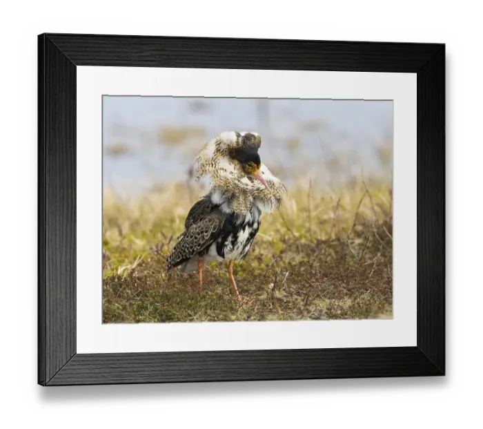 Framed Print : Ruff (Calidris pugnax) male in breeding plumage at lek